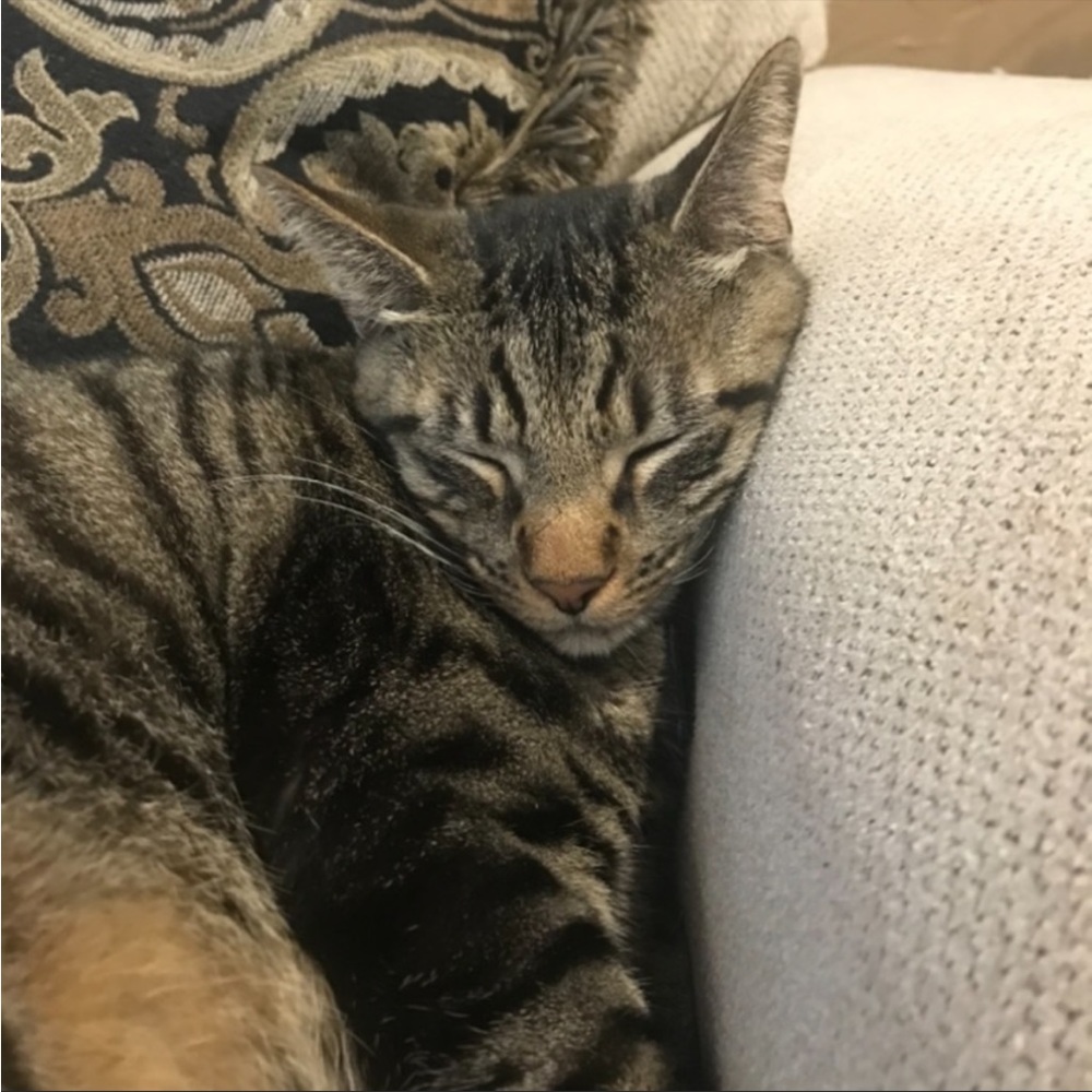 Funny Cat Photos! - Picture 11 of 15